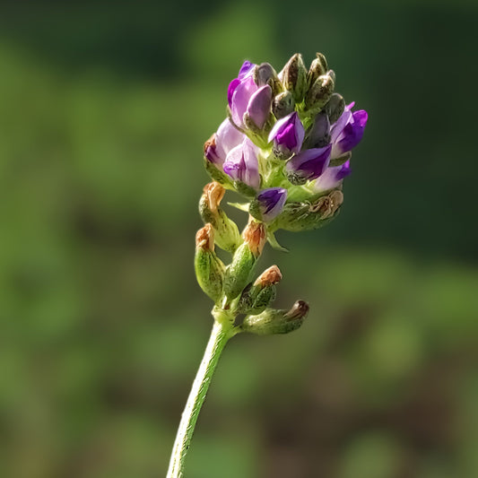 Is Bakuchiol Safe for Sensitive Skin? Here’s What the Research Says