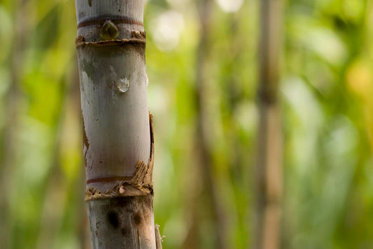Harnessing the Hidden Potential of Sugarcane