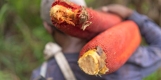 Unveiling the Radiance of Papua Red Fruit Extract: A Natural Marvel for Skincare