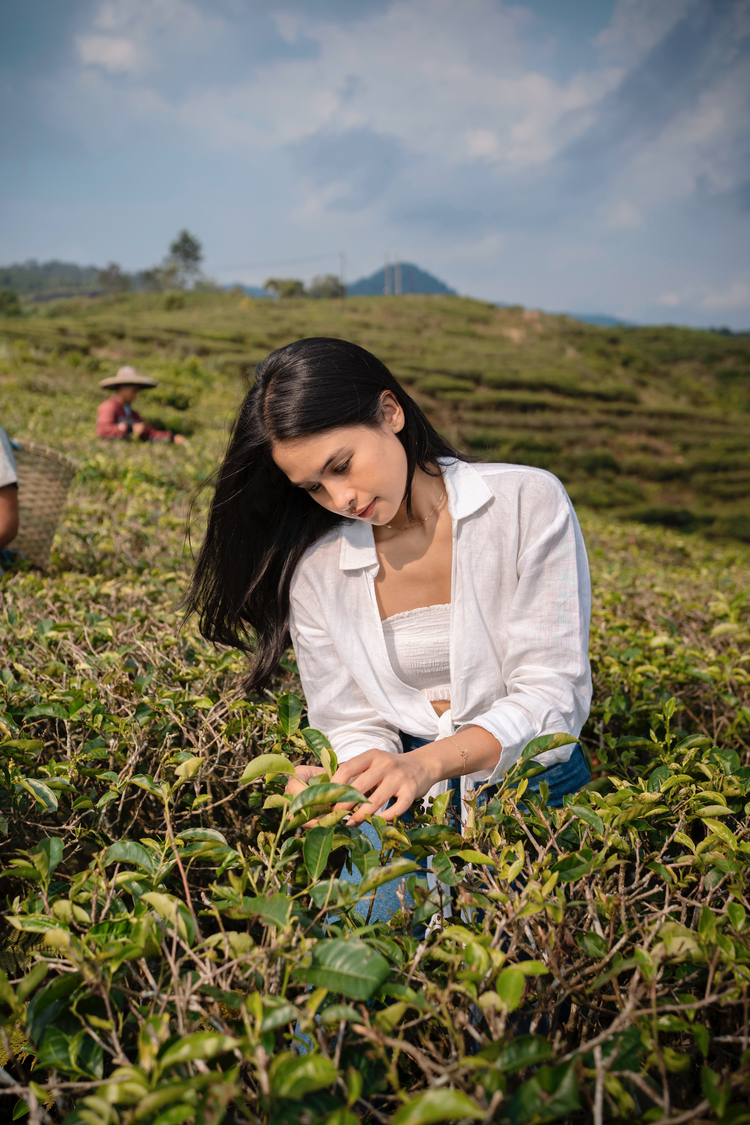 Ingredients – From This Island